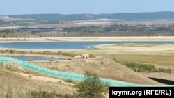 Слонихи Магда и Дженни гуляют на фоне крымского предгорья в парке «Тайган». Белогорский район, Крым, сентябрь 2024 года